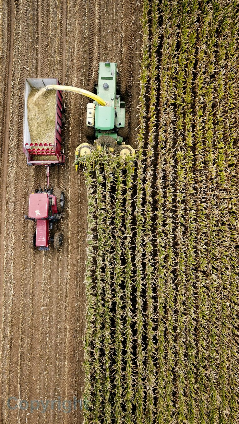 09062018 cornharvest1 dk 768x1364