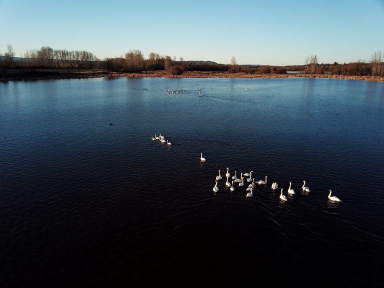 wildlife drone services drone dash usa 768x576